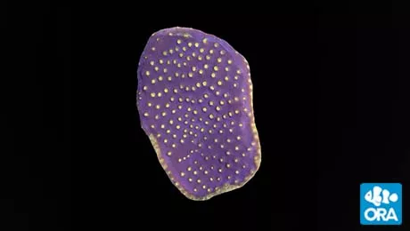 ora-scroll-coral ORA Scroll Coral