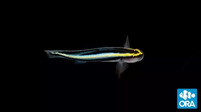 ORA Sharknose Goby