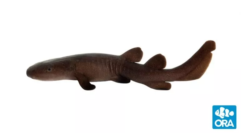 ora-short-tail-nurse-shark ORA Short Tail Nurse Shark
