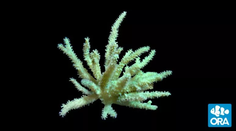 ora-sinularia-finger-leather-coral ORA Sinularia Finger Leather Coral