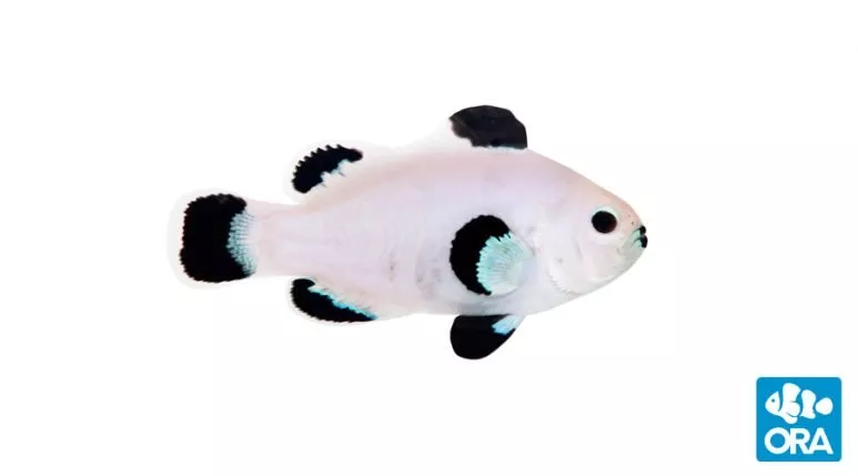 ora-snow-storm-clownfish ORA Snow Storm Clownfish