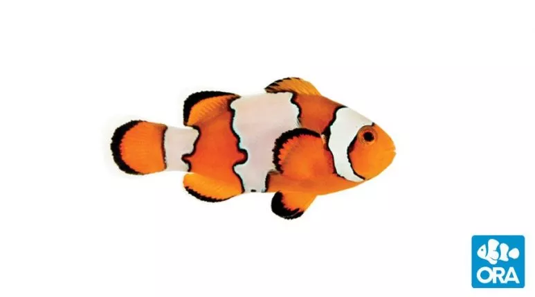 ora-snowflake-clownfish ORA Snowflake Clownfish