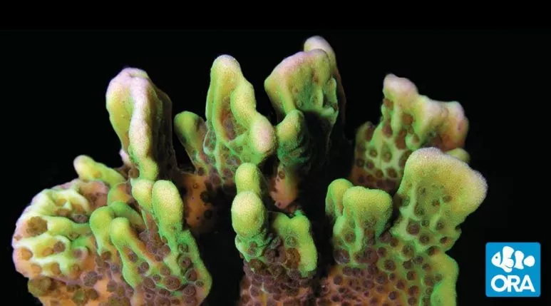 ora-spongodes-montipora ORA Spongodes Montipora