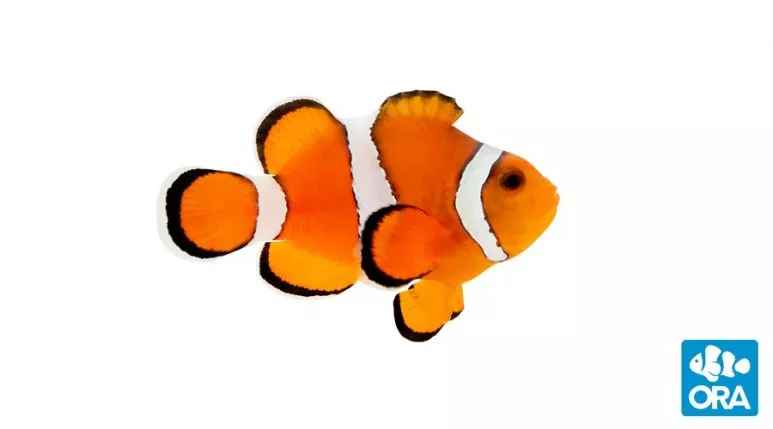 ora-stubby-ocellaris-clownfish ORA Stubby Ocellaris Clownfish