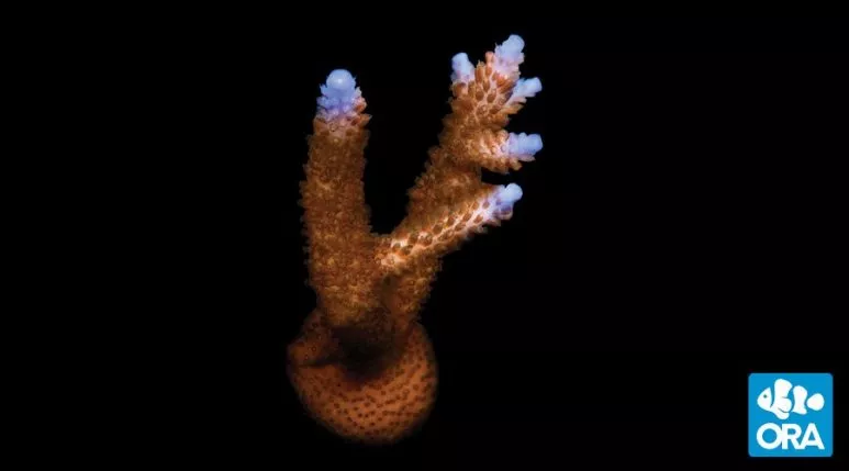 ora-stuber-stag-acropora ORA Stuber Stag Acropora