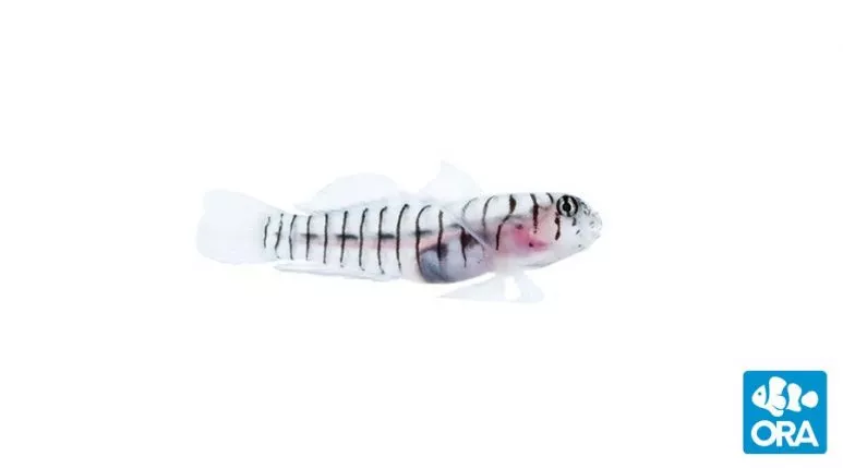 ORA Tiger Goby
