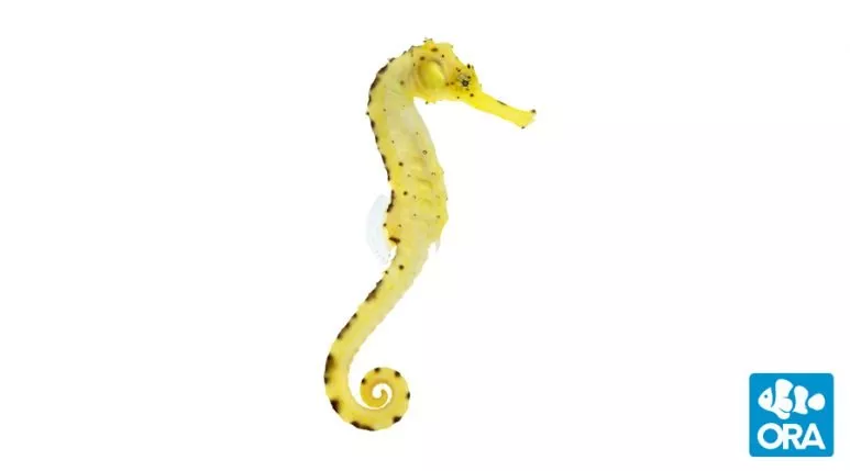 ora-tiger-tail-seahorse ORA Tiger Tail Seahorse