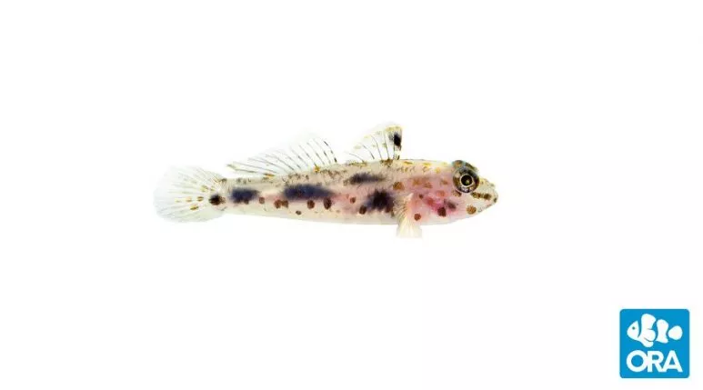 ora-transparent-cave-goby ORA Transparent Cave Goby