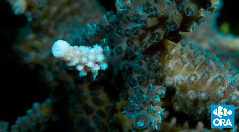 ora-turquoise-acropora-coral ORA Turquoise Acropora Coral