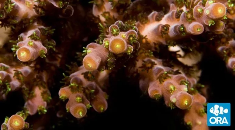 ora-verde-acropora ORA Verde Acropora