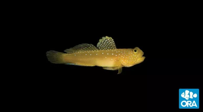 ORA Watchman Goby