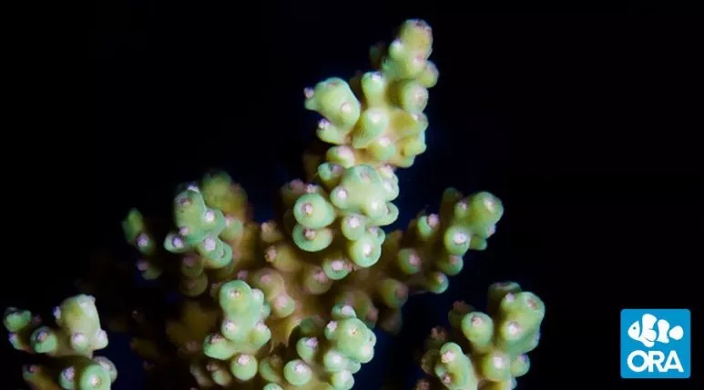 ora-yellow-fuzzy-acropora-coral ORA Yellow Fuzzy Acropora Coral