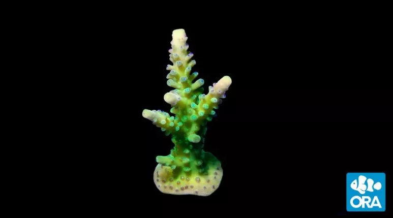 ora-yellow-tipped-stag-acropora ORA Yellow Tipped Stag Acropora