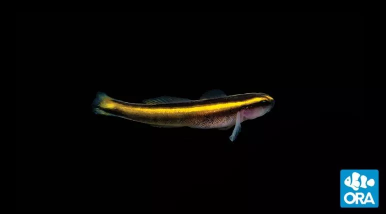 ORA Yellowline Goby