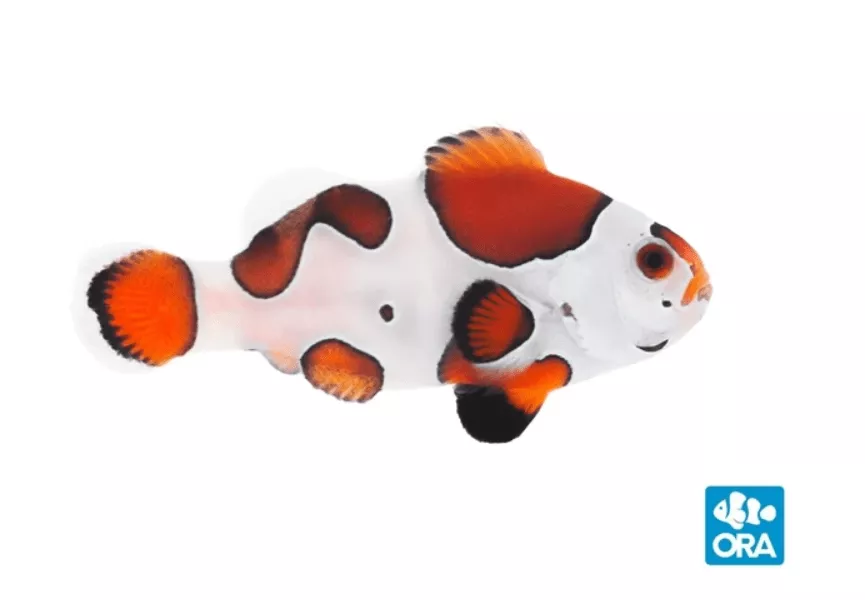 oramocha-storm-clownfish ORAMocha Storm Clownfish
