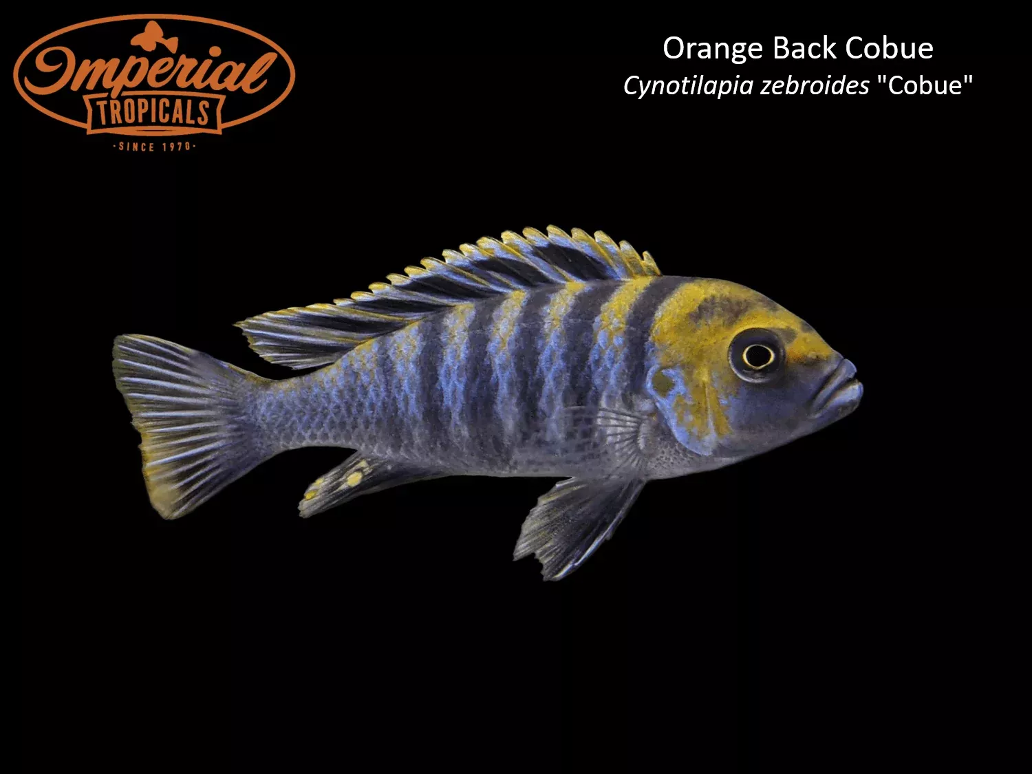 orange-back-cobue Orange Back Cobue