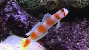 orange-banded-prawn-goby Orange Banded Prawn Goby