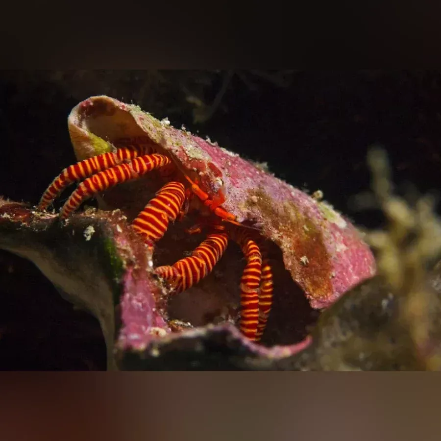orange-leg-hermit-crab Orange Leg Hermit Crab
