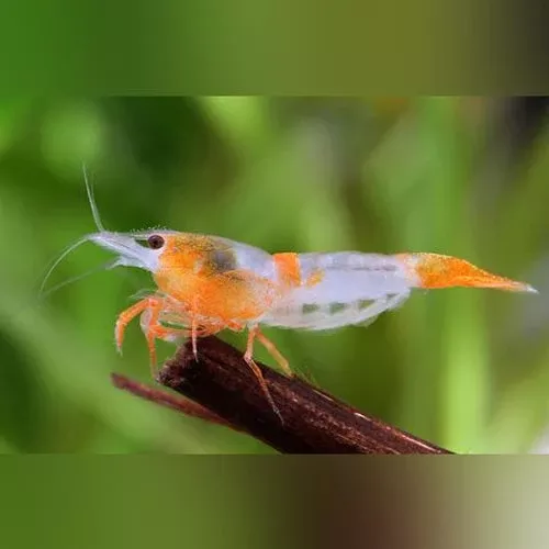 orange-rili-shrimp Orange Rili Shrimp