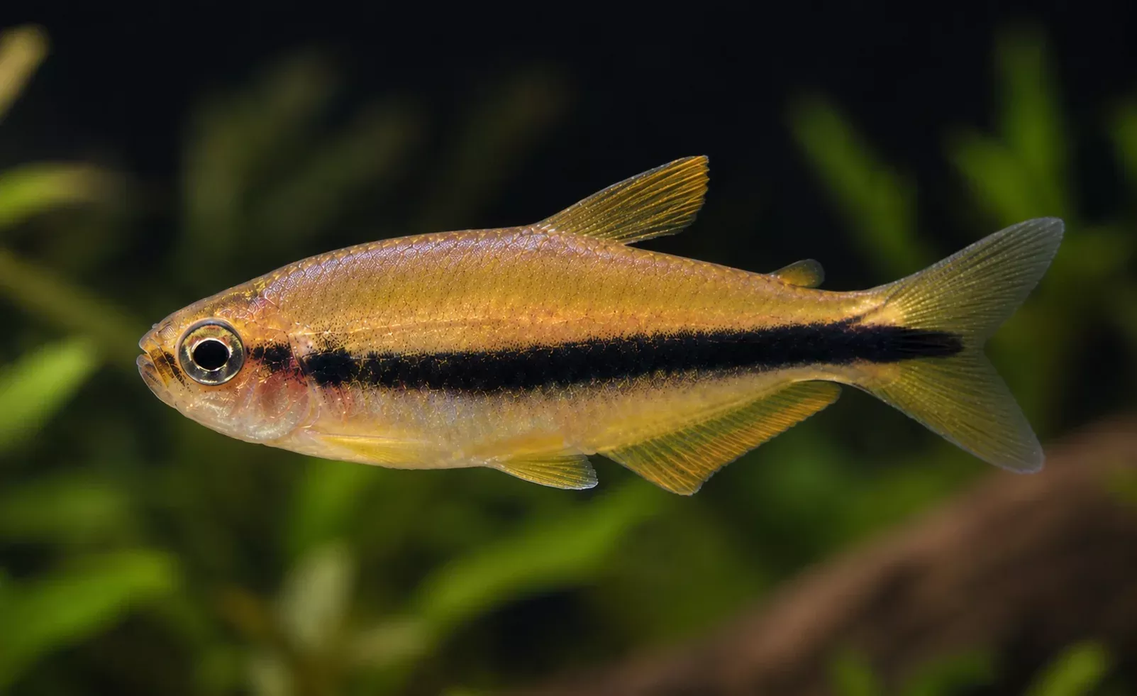 orange-yellow-kerri-tetra Orange Yellow Kerri Tetra