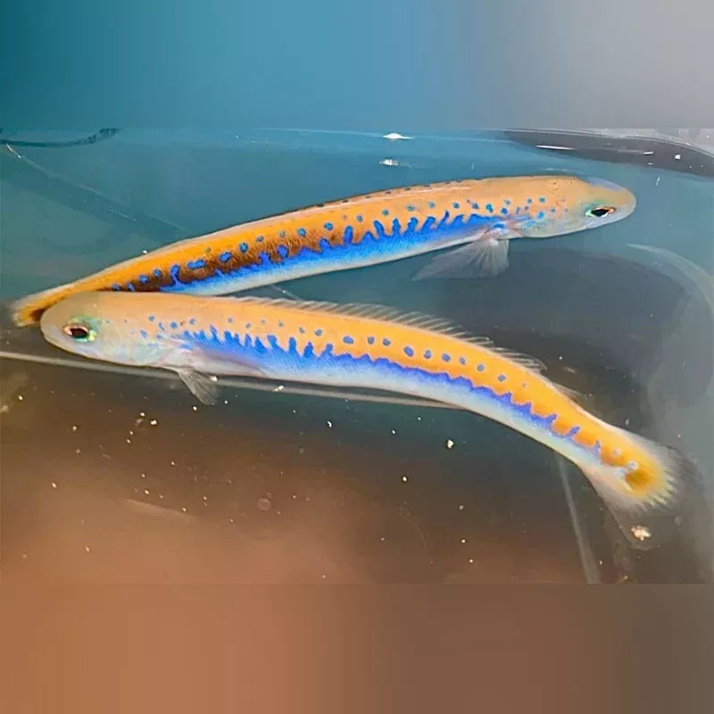 oreni-tilefish-goby Oreni Tilefish Goby