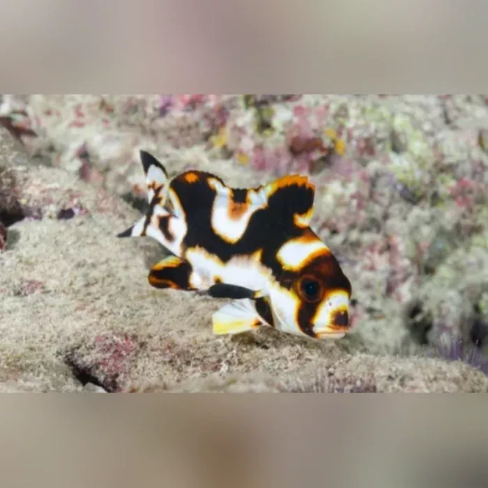 oriental-sweetlips Oriental Sweetlips