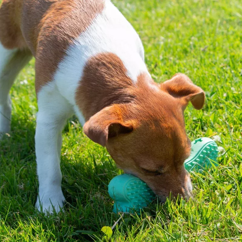 orva-treaty-bone-ancol-dog-toy ORVA Treaty Bone ANCOL Dog Toy