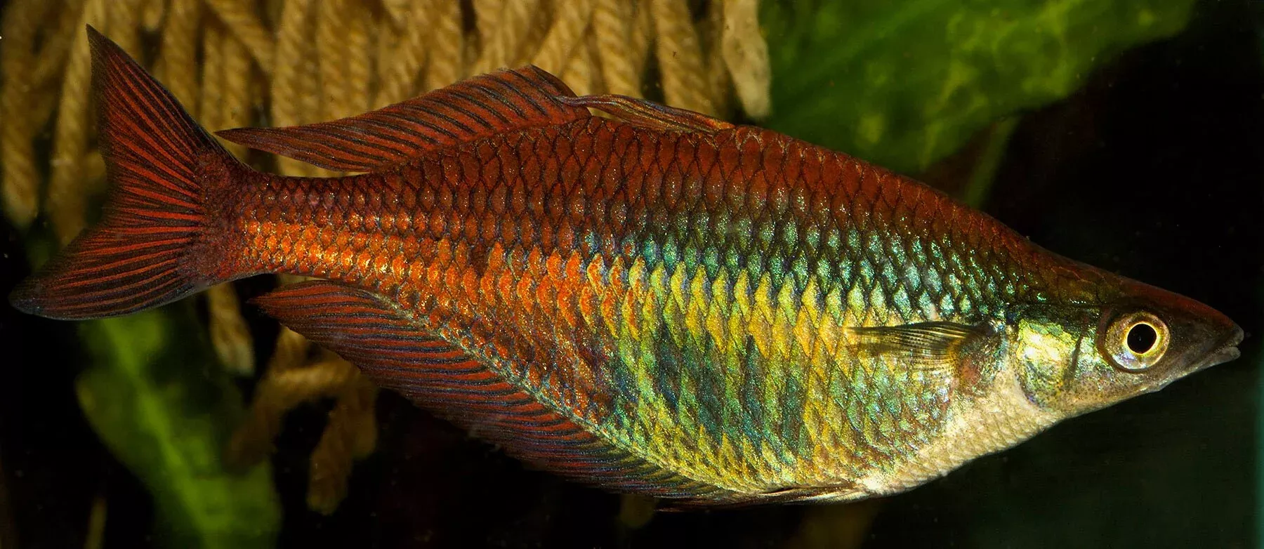 pagai-rainbowfish Pagai Rainbowfish