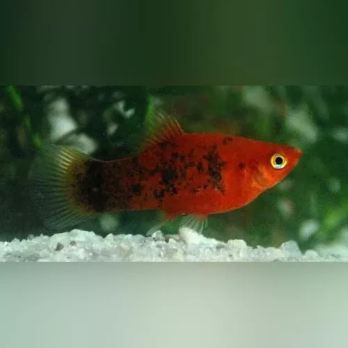 painted-platy Painted Platy