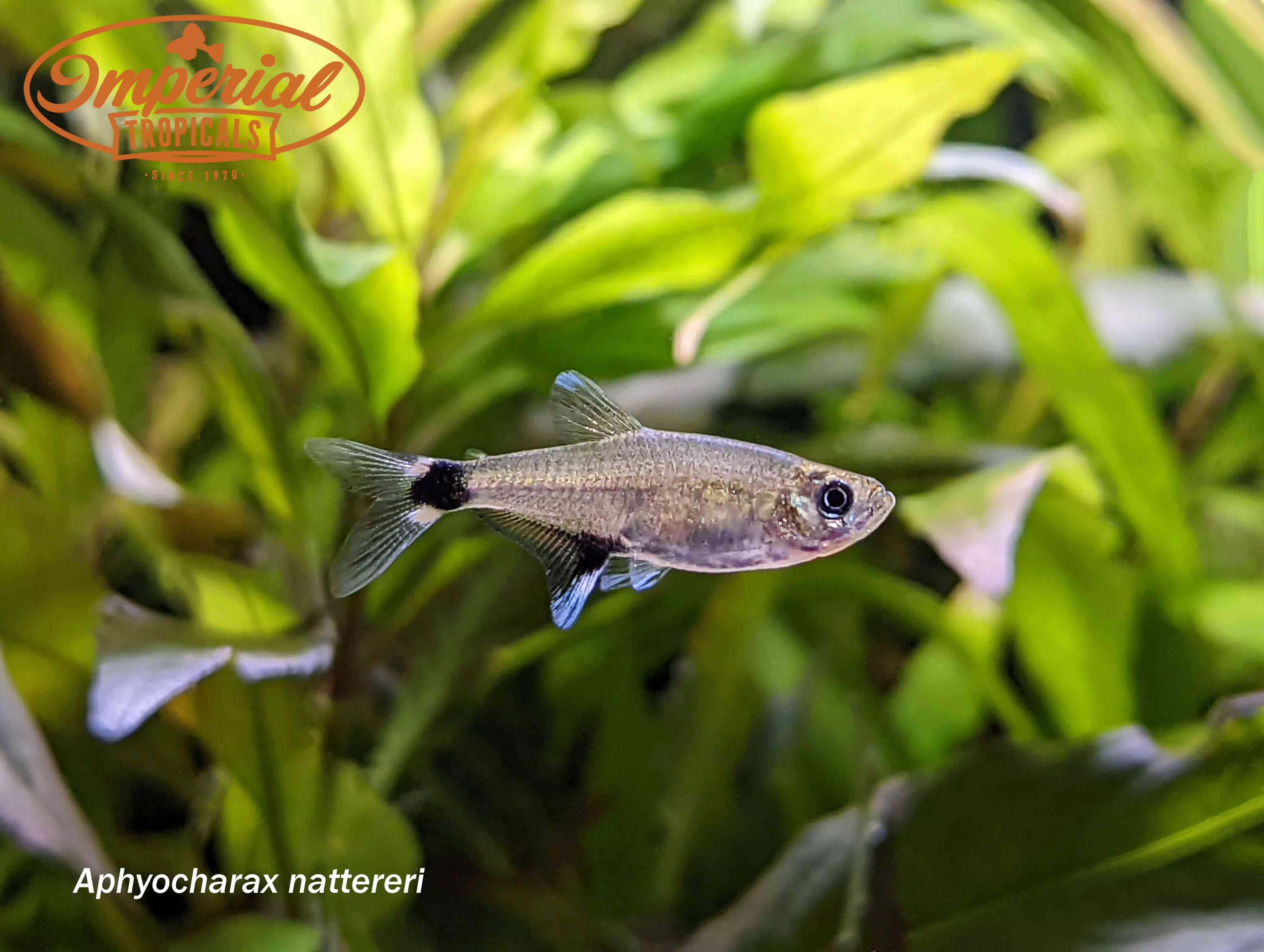 panda-tetra Panda Tetra