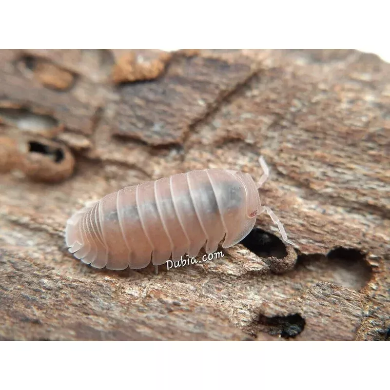 papaya-isopods-cubaris-murina “Papaya” Isopods (Cubaris Murina)