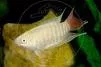 paradise-fish-albino Paradise Fish Albino
