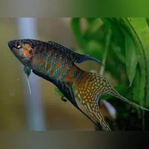 paradise-fish Paradise Fish