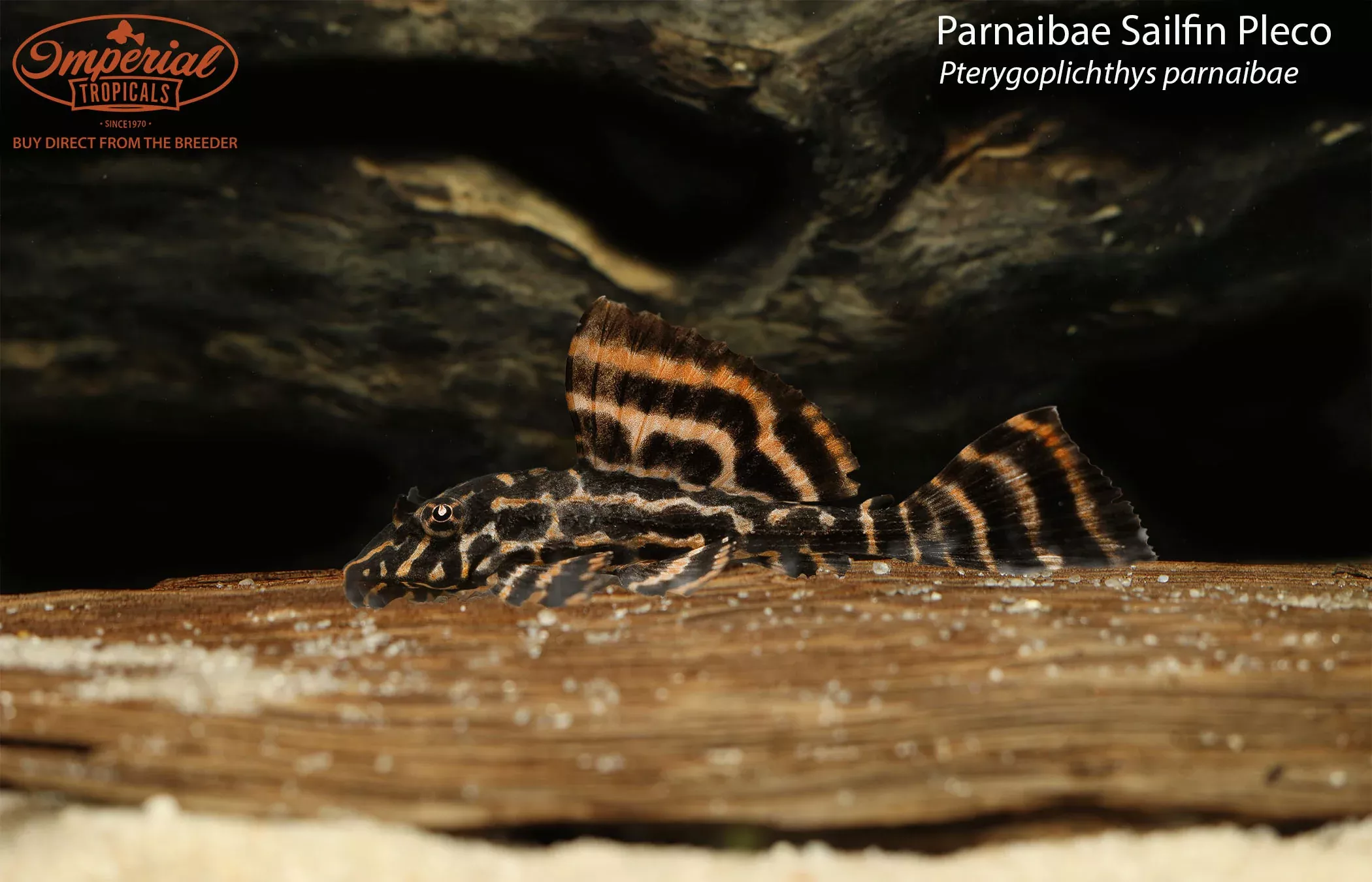 parnaibae-sailfin-pleco Parnaibae Sailfin Pleco