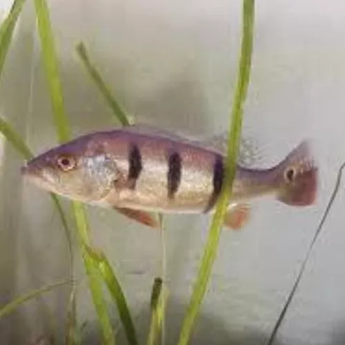 peacock-bass-orinocensis Peacock Bass Orinocensis