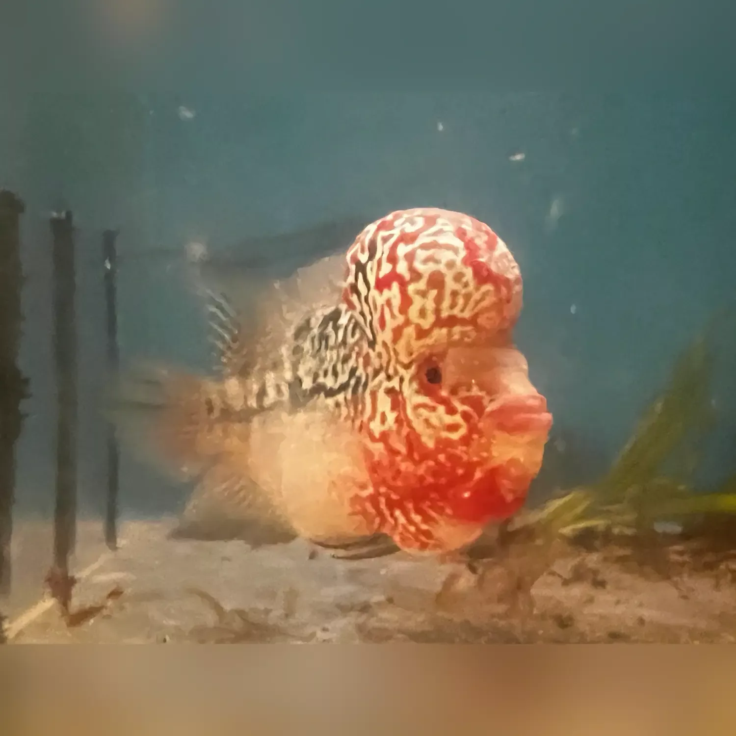 pearl-humphead-flowerhorn Pearl Humphead Flowerhorn