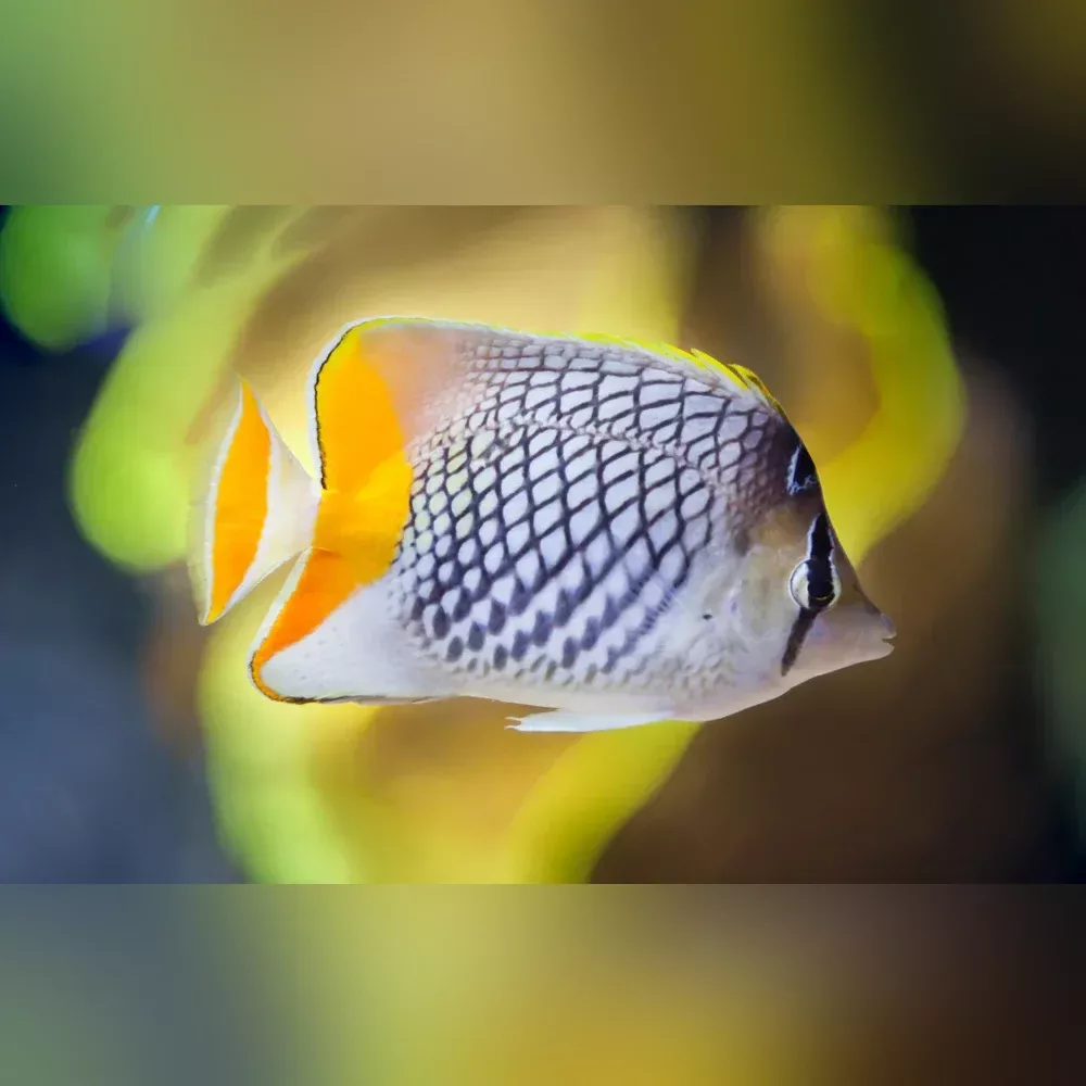 pearlscale-butterflyfish Pearlscale Butterflyfish