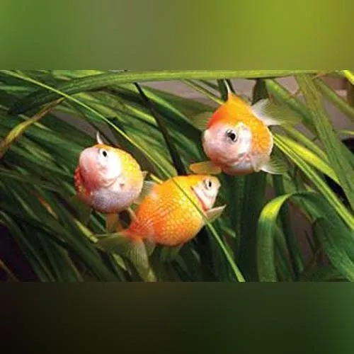 pearlscale-goldfish Pearlscale Goldfish