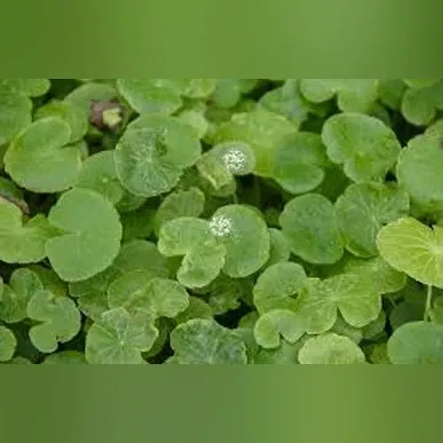 pennywort Pennywort