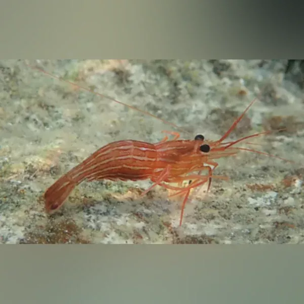 peppermint-shrimp Peppermint Shrimp