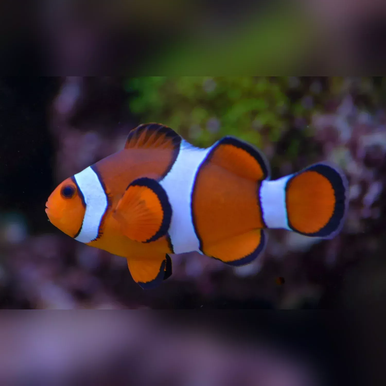 percula-clownfish Percula Clownfish