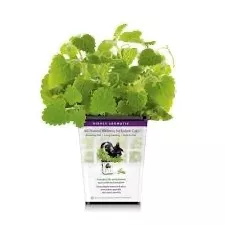 pet-greens-all-natural-live-catnip Pet Greens All Natural Live Catnip