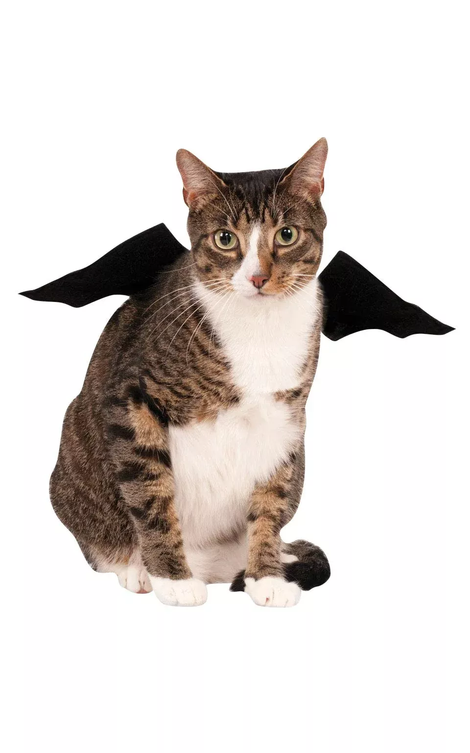 pets-bat-wings-costume-accessory Pets Bat Wings Costume Accessory
