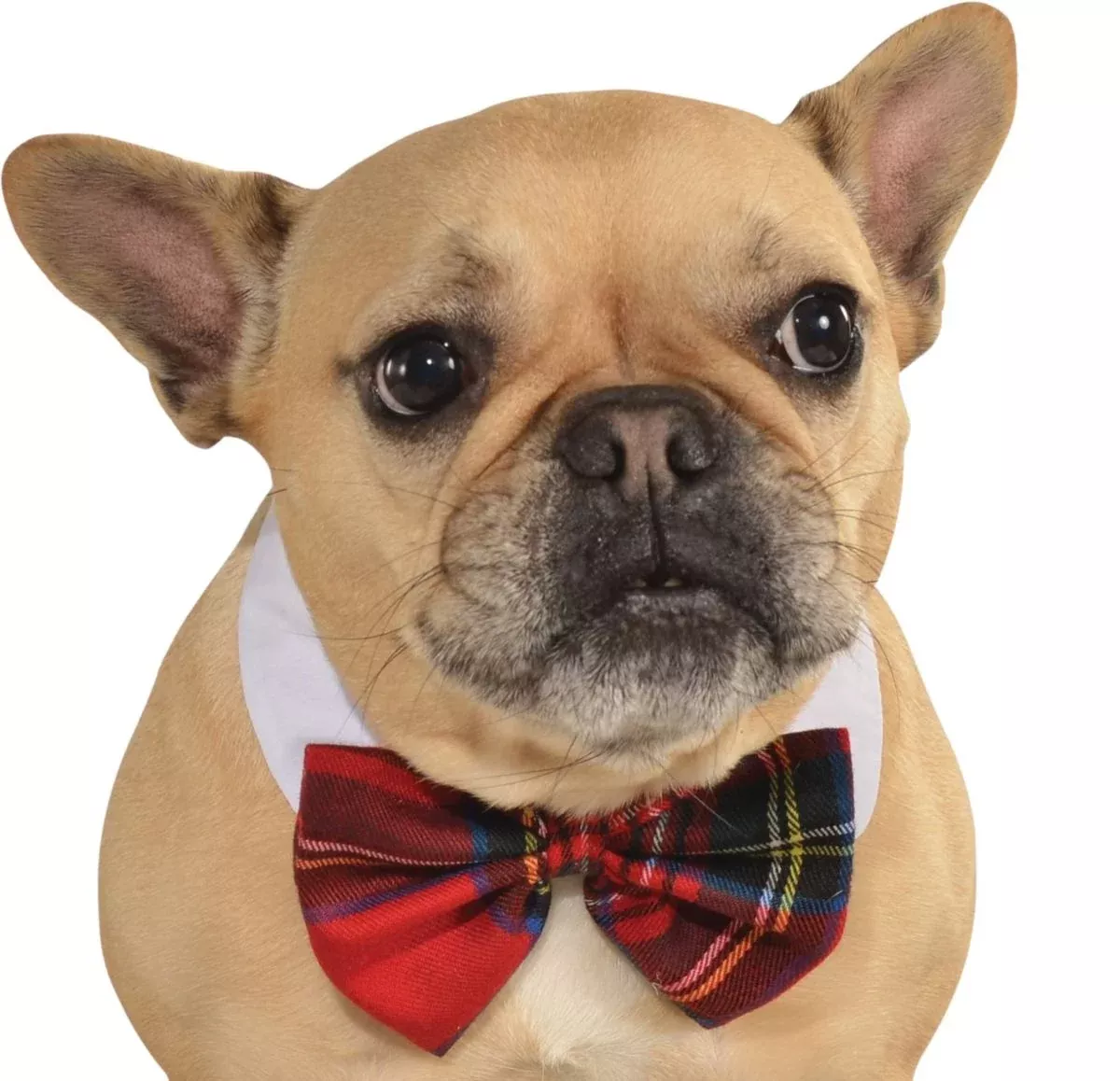 pets-bow-tie-costume-various-colors Pets Bow Tie Costume - Various Colors
