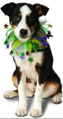 pets-collar-various-colors Pets Collar - Various Colors