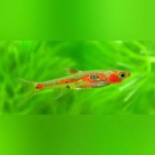 phoenix-rasbora Phoenix Rasbora