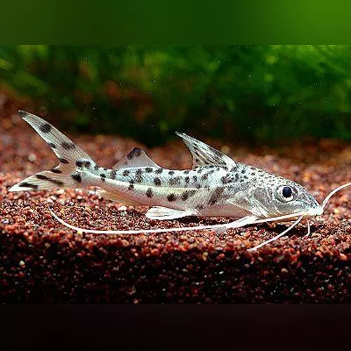 pictus-angelicus-catfish Pictus Angelicus Catfish