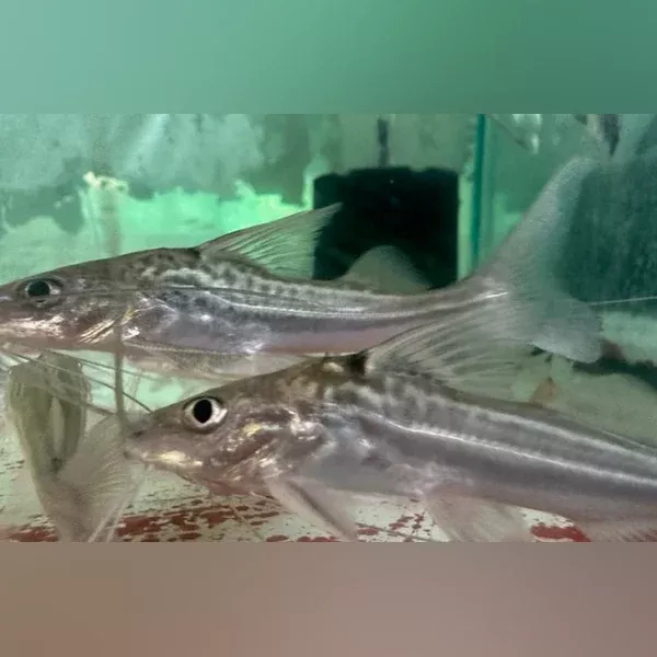 pictus-catfish Pictus Catfish