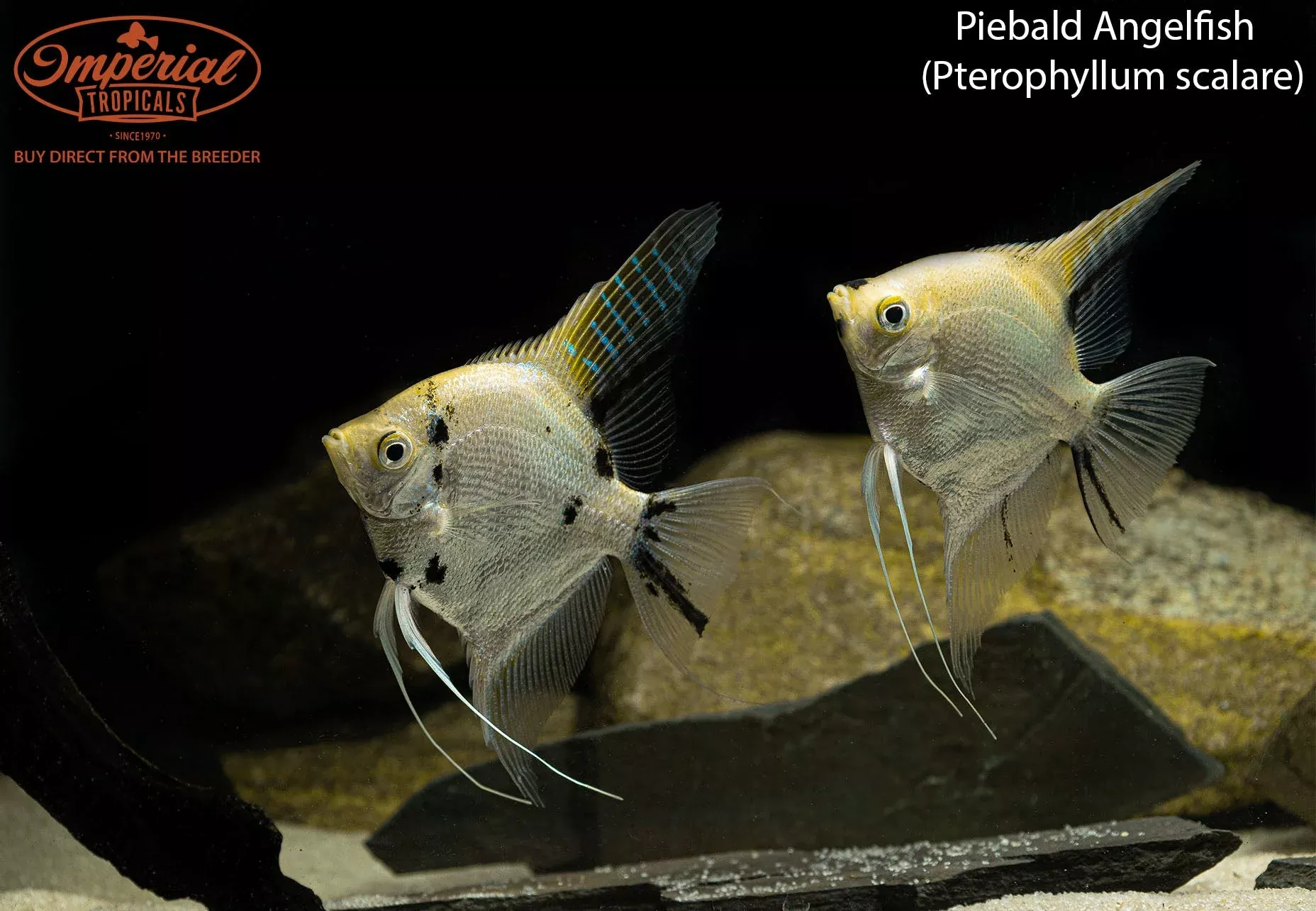 piebald-angelfish Piebald Angelfish