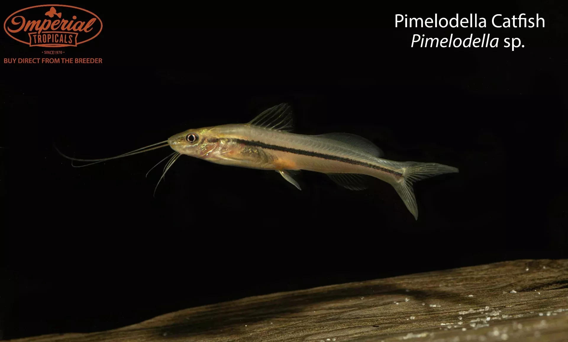 pimelodella-catfish-pimelodella-sp Pimelodella Catfish (Pimelodella sp.)